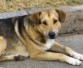 Община Сливен организира кампания по преброяване на безстопанствените кучета в града и селата   